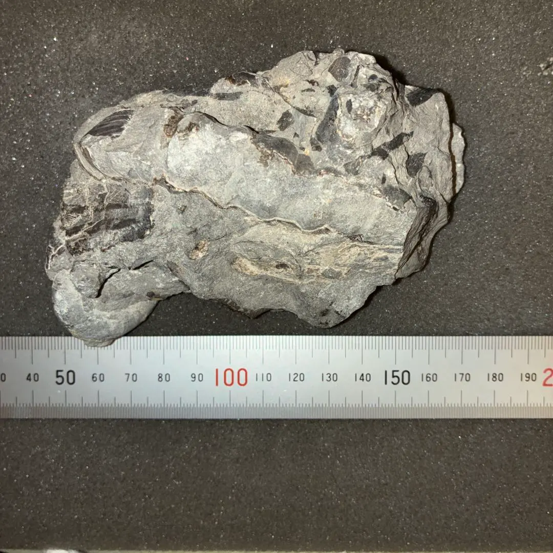 2026年最新】異常巻きアンモナイトの人気アイテム - メルカリ