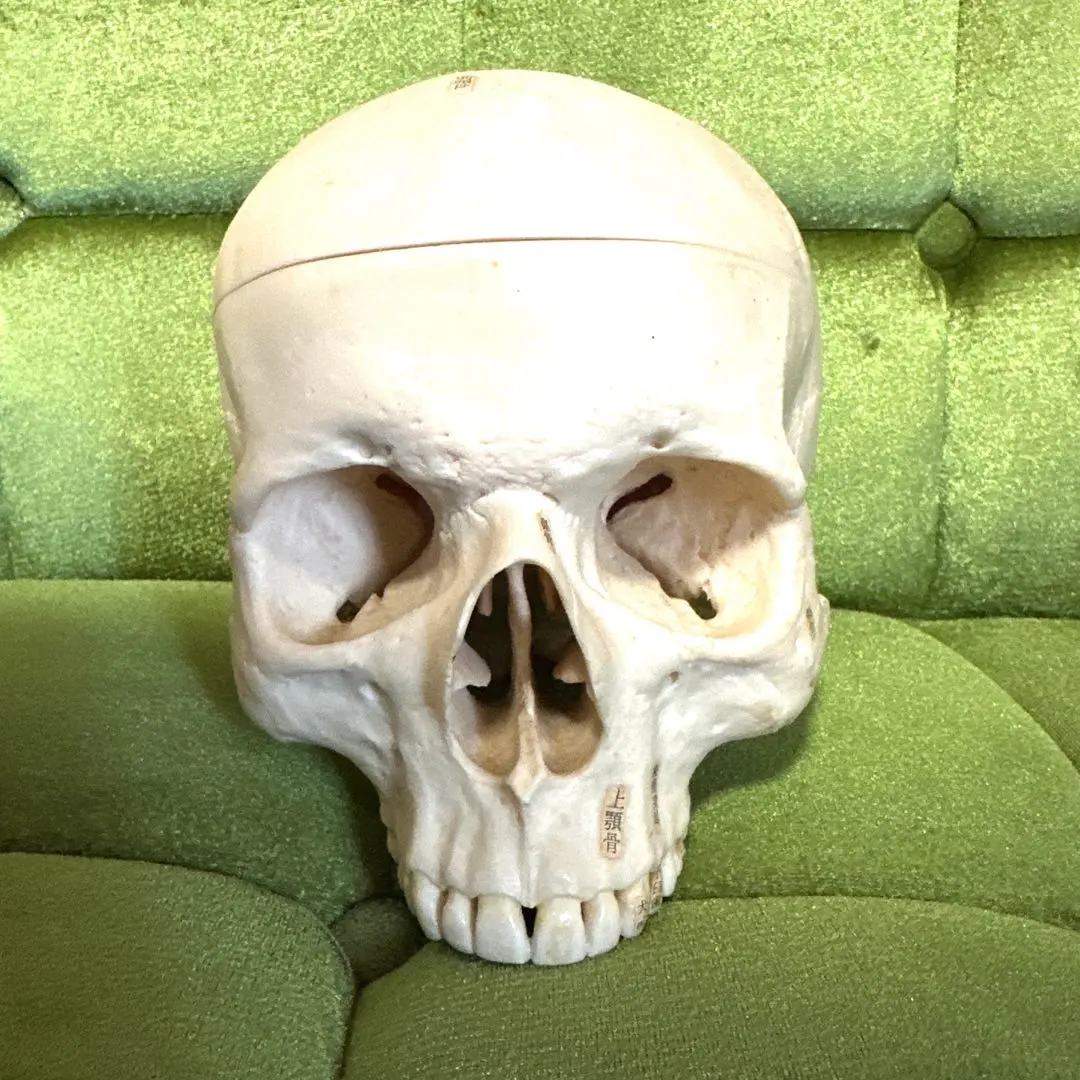 2026年最新】somso 模型の人気アイテム - メルカリ