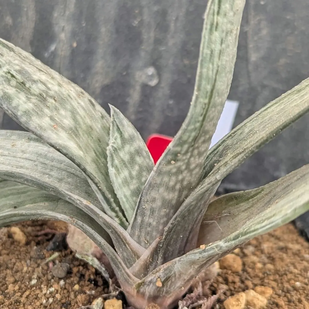 2026年最新】ガステリア属の人気アイテム - メルカリ