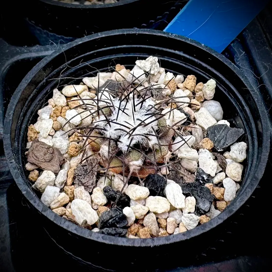 2026年最新】コピアポア グリセオビオラセアの人気アイテム - メルカリ