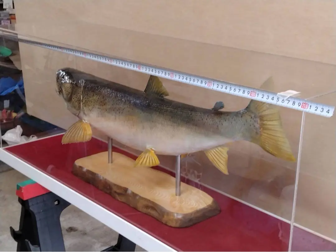 2026年最新】剥製 イトウの人気アイテム - メルカリ