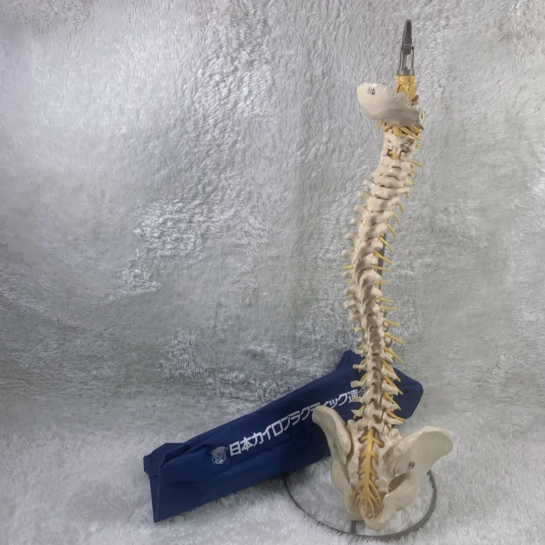 2026年最新】カイロプラクティック模型の人気アイテム - メルカリ