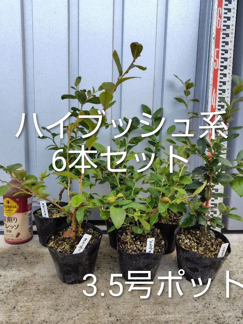 2026年最新】ブルーベリー苗 オニールの人気アイテム - メルカリ