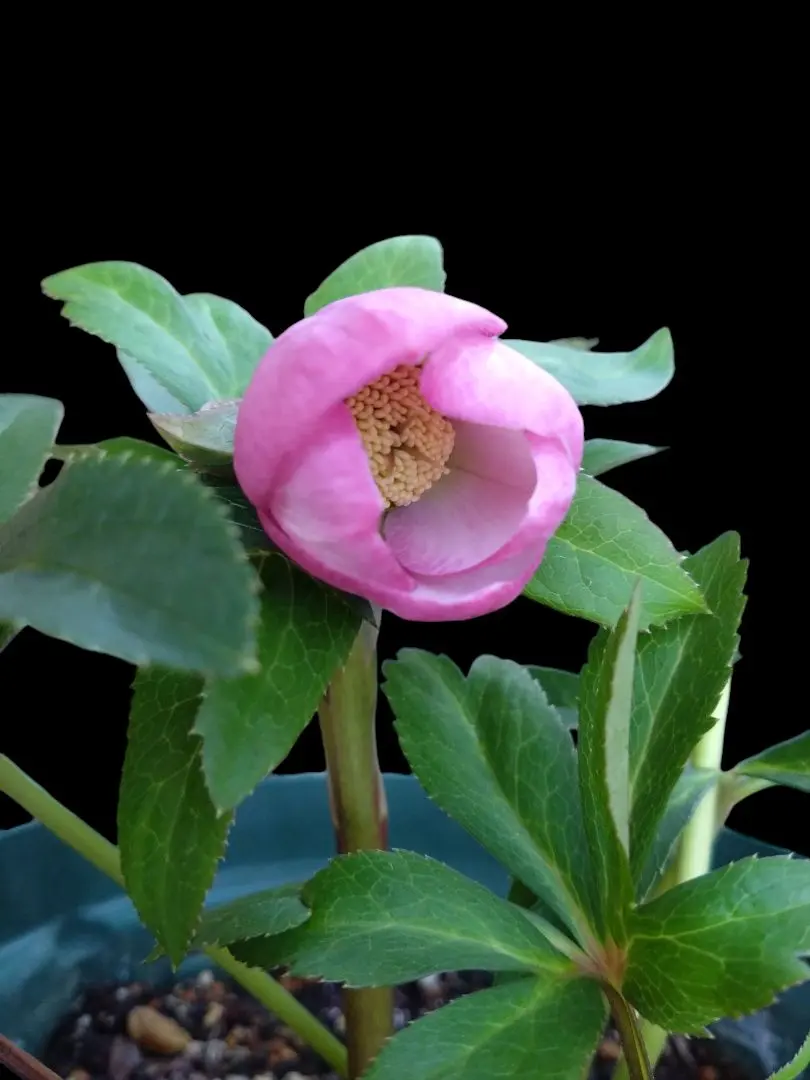 2026年最新】チベタヌス クリスマスローズの人気アイテム - メルカリ