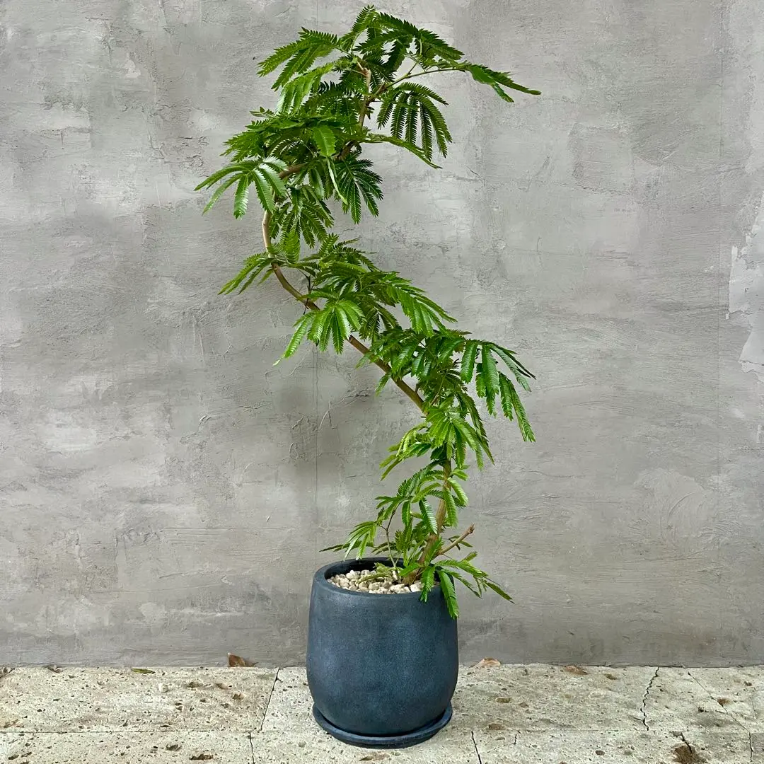 2026年最新】エバーフレッシュ大型の人気アイテム - メルカリ