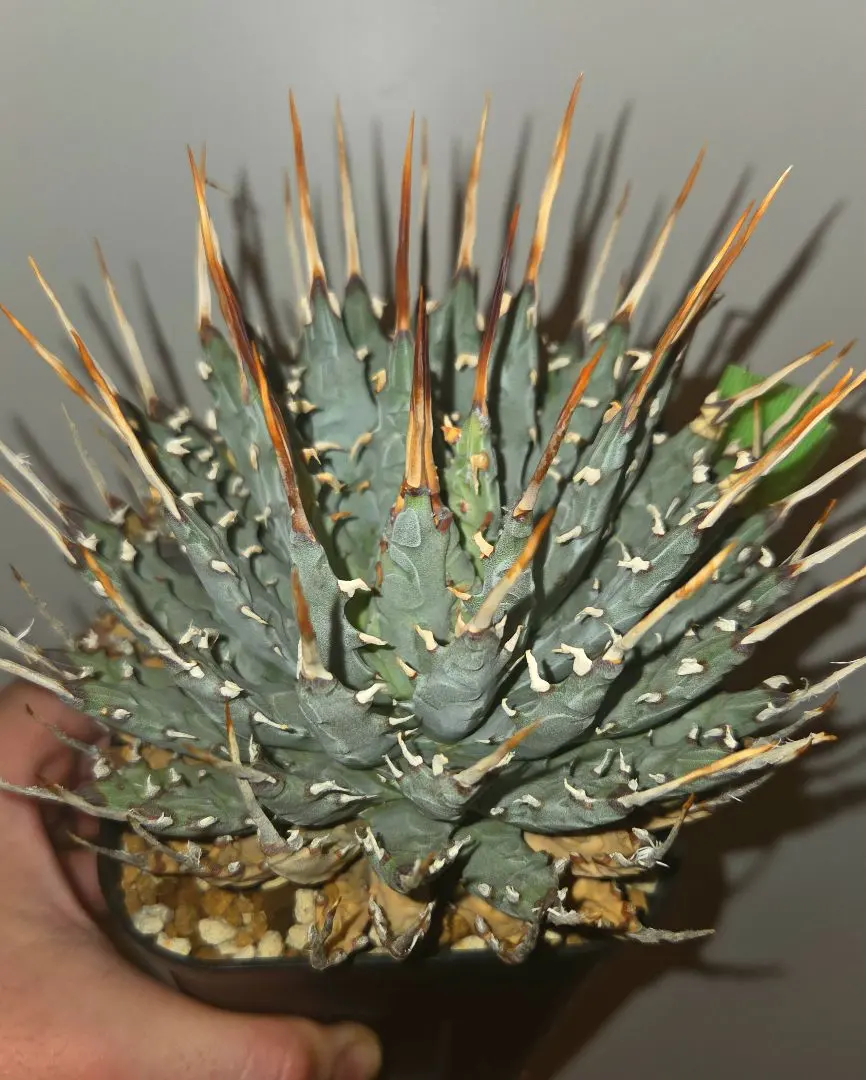 2026年最新】エボリスピナ 斑入りの人気アイテム - メルカリ