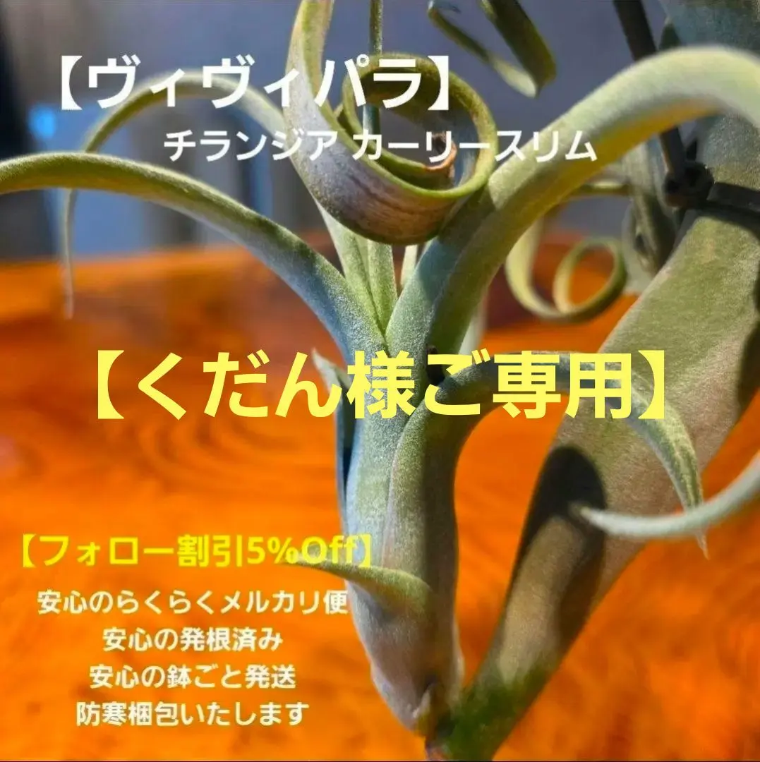 2026年最新】チランジア カーリースリムの人気アイテム - メルカリ