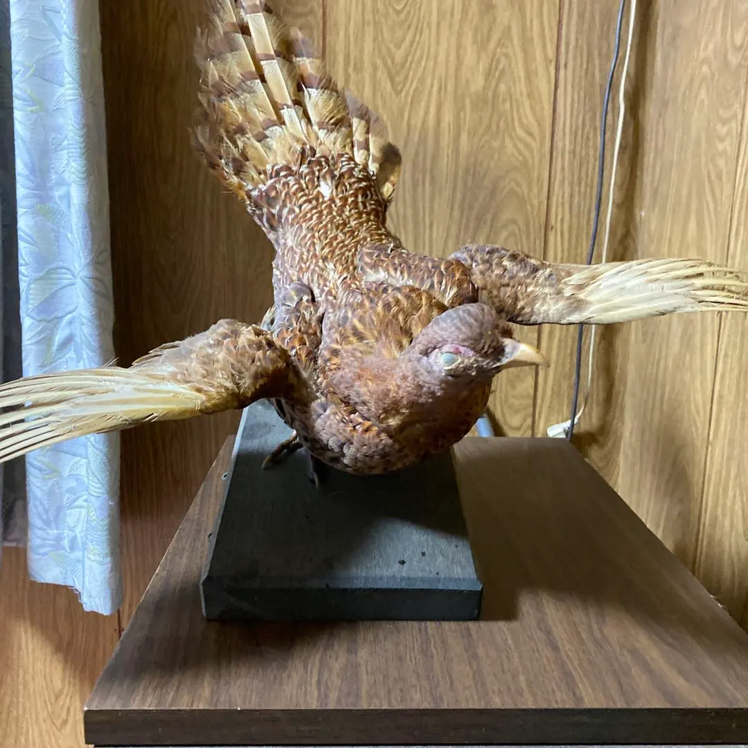 2026年最新】鳥剥製の人気アイテム - メルカリ
