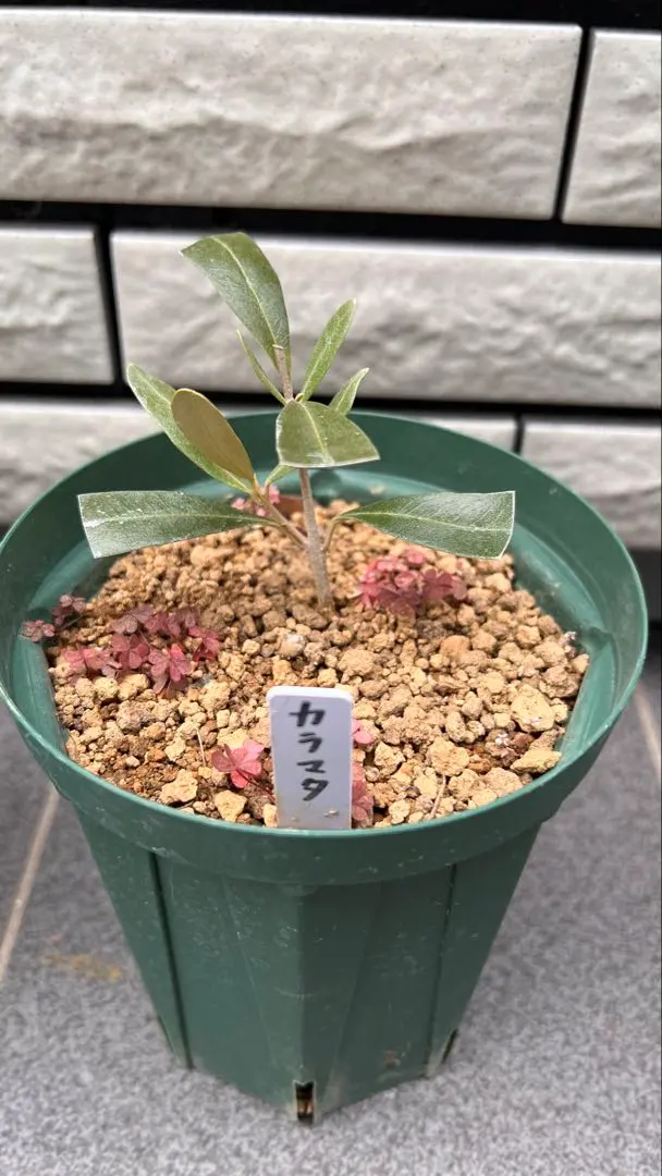 2026年最新】オリーブカラマタの人気アイテム - メルカリ