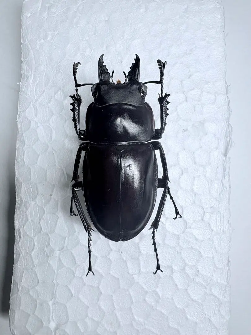 2026年最新】マルバネクワガタ 標本の人気アイテム - メルカリ