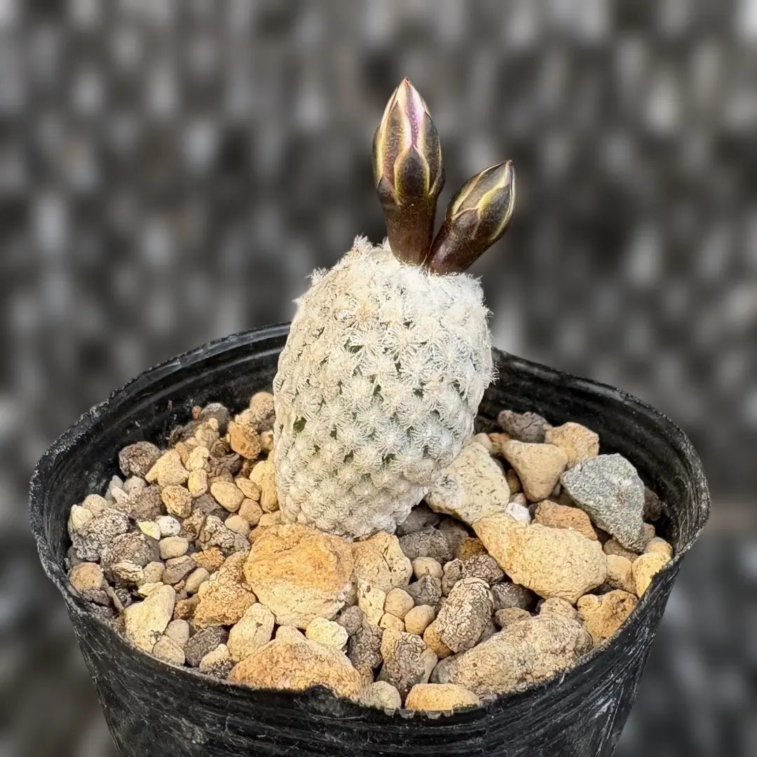 2026年最新】ツルビニカルプスの人気アイテム - メルカリ