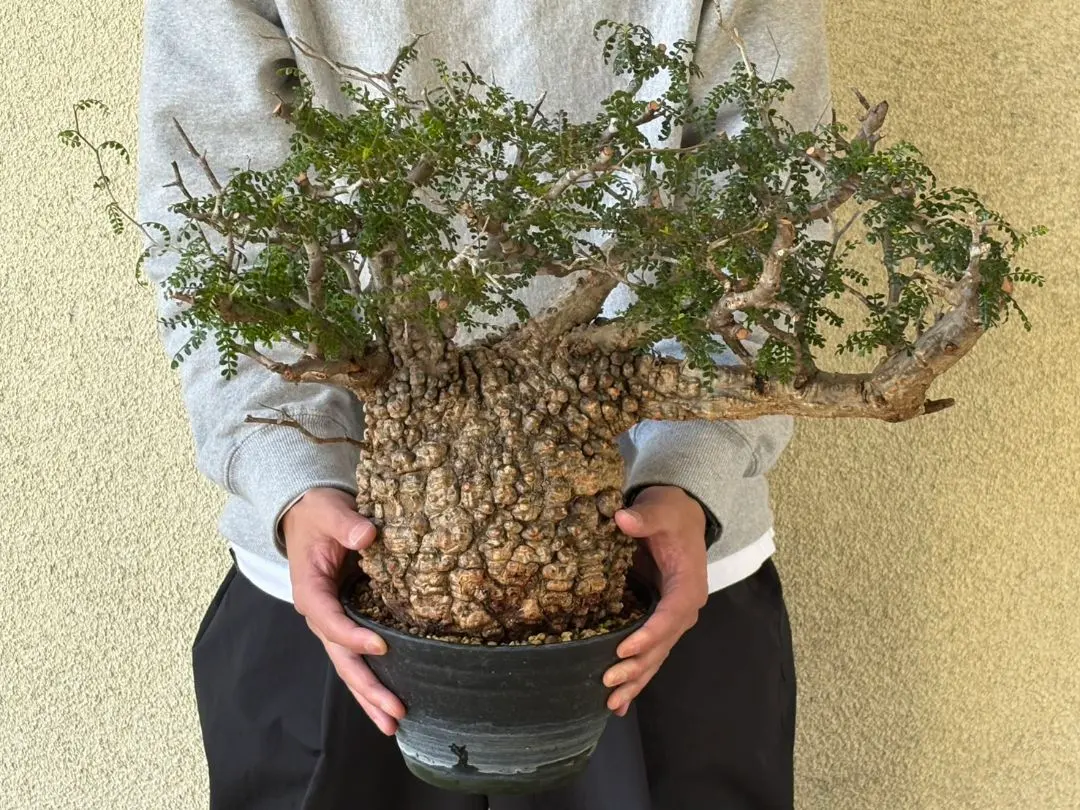 2026年最新】オペルクリカリア パキプス現地球の人気アイテム - メルカリ