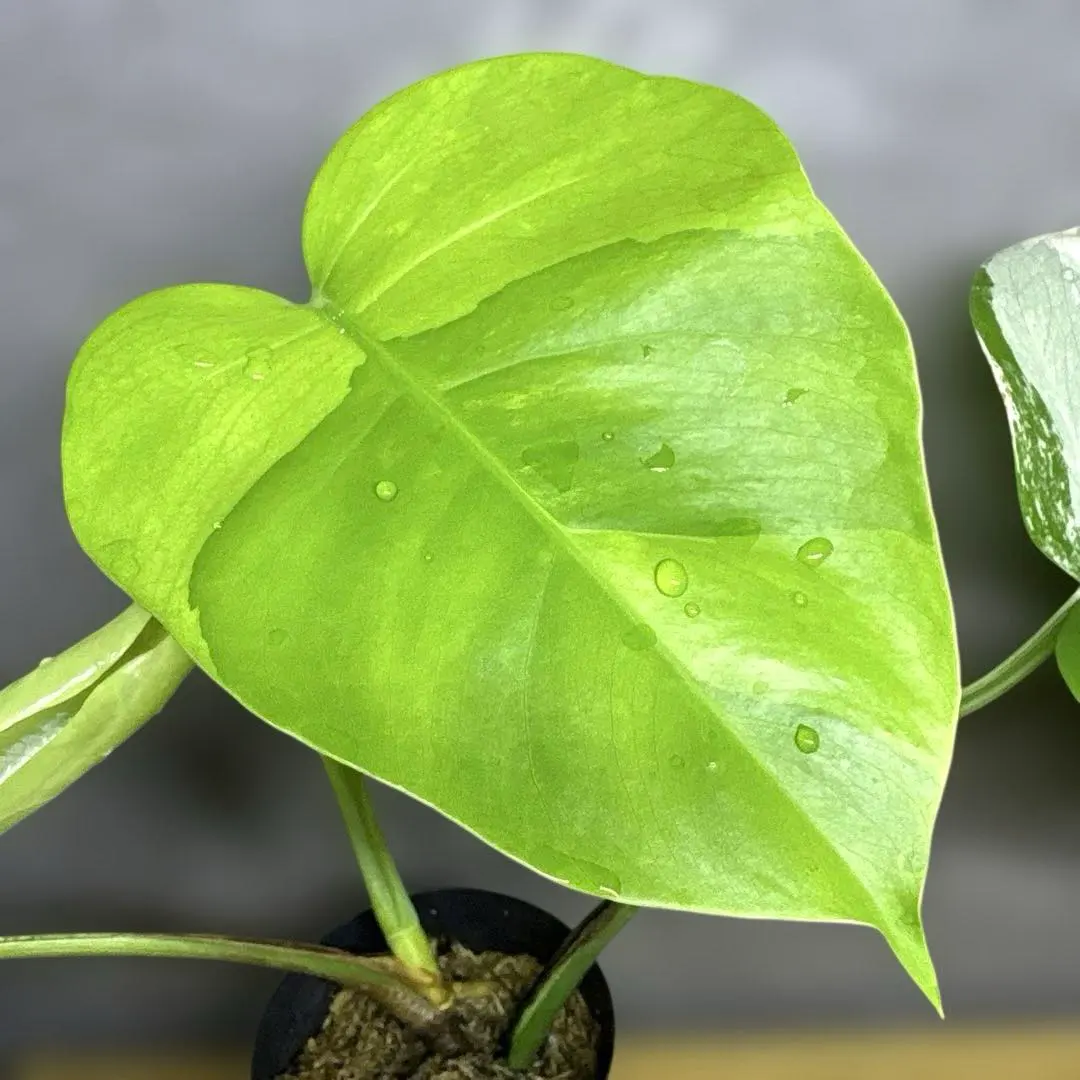 2026年最新】セブブルーミント モンステラの人気アイテム - メルカリ