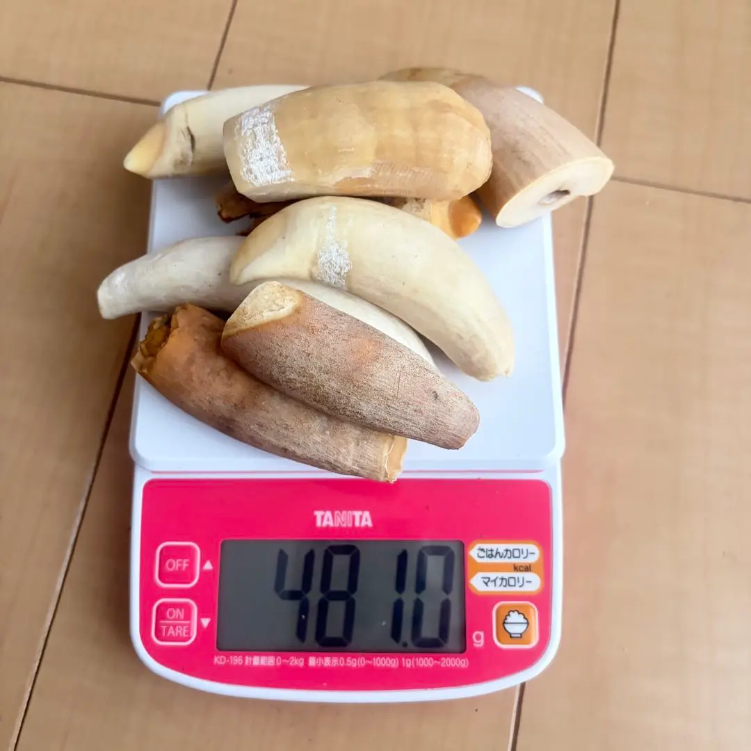 2026年最新】マッコウクジラの歯の人気アイテム - メルカリ