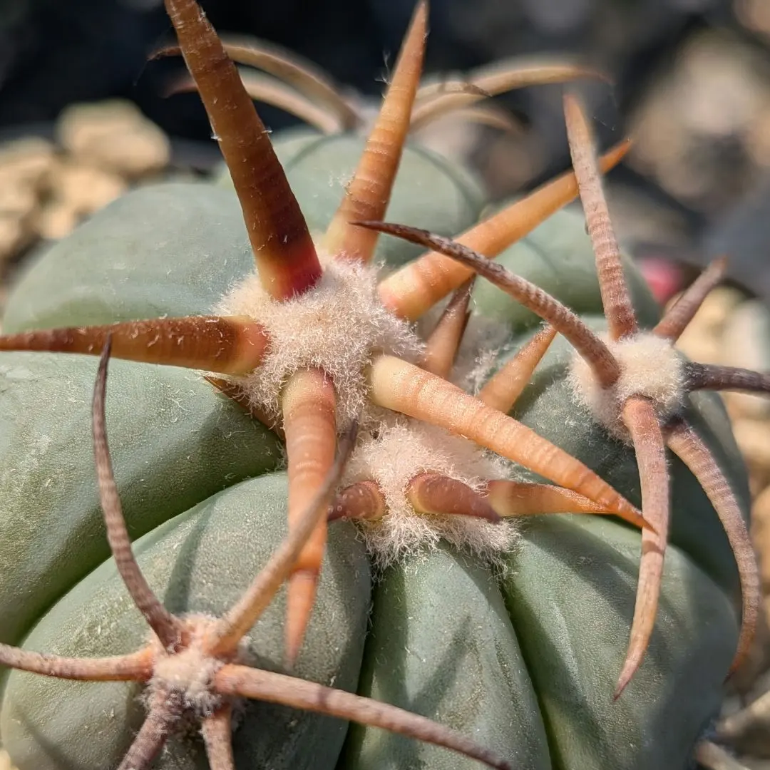 2026年最新】エキノカクタス 翠平丸の人気アイテム - メルカリ