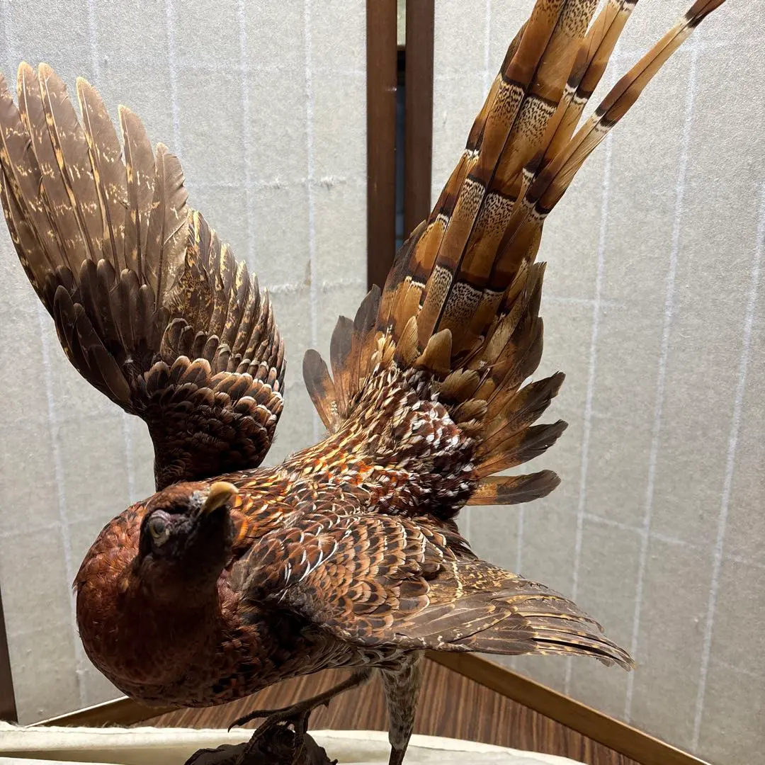 2026年最新】剥製鳥の人気アイテム - メルカリ