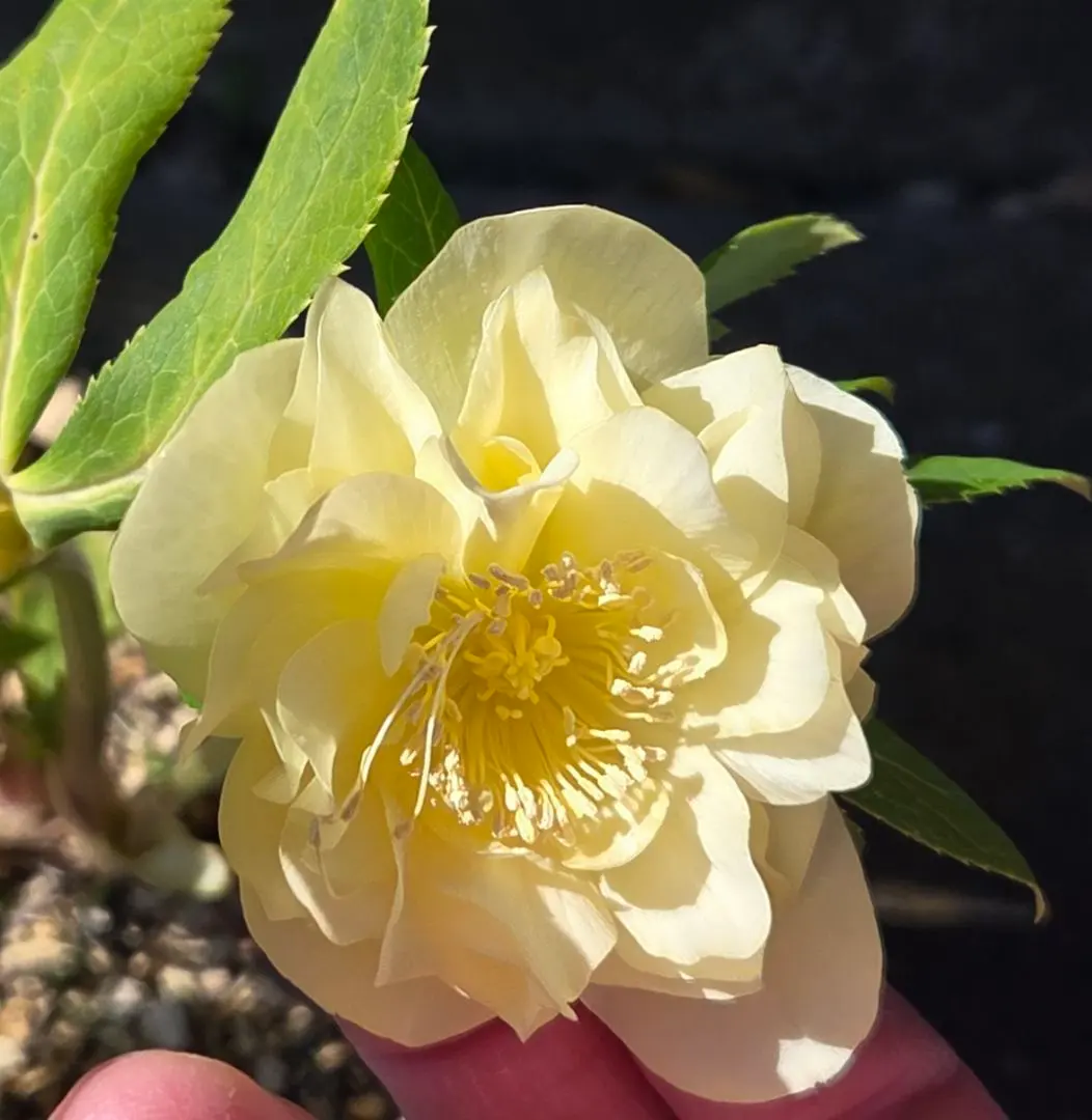 2026年最新】かぐや姫 クリスマスローズの人気アイテム - メルカリ