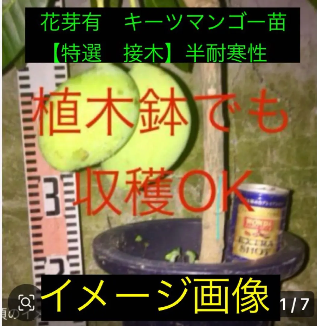2026年最新】キーツマンゴー苗の人気アイテム - メルカリ