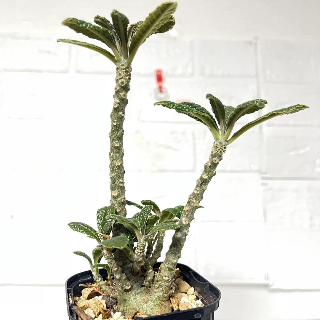 2026年最新】ドルステニア ギガス 種子の人気アイテム - メルカリ