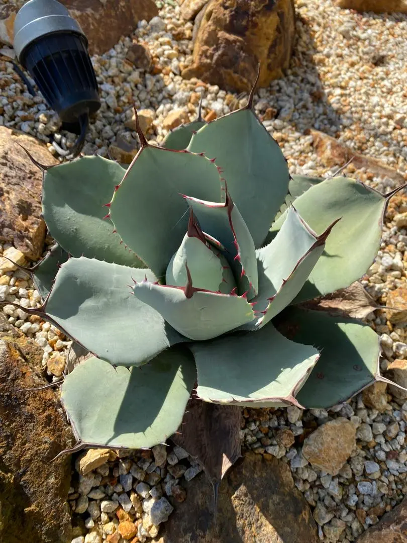 2026年最新】アガベ トランカータ ハンティントンの人気アイテム