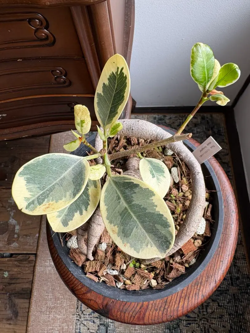 2026年最新】パンダガジュマル 斑入りの人気アイテム - メルカリ