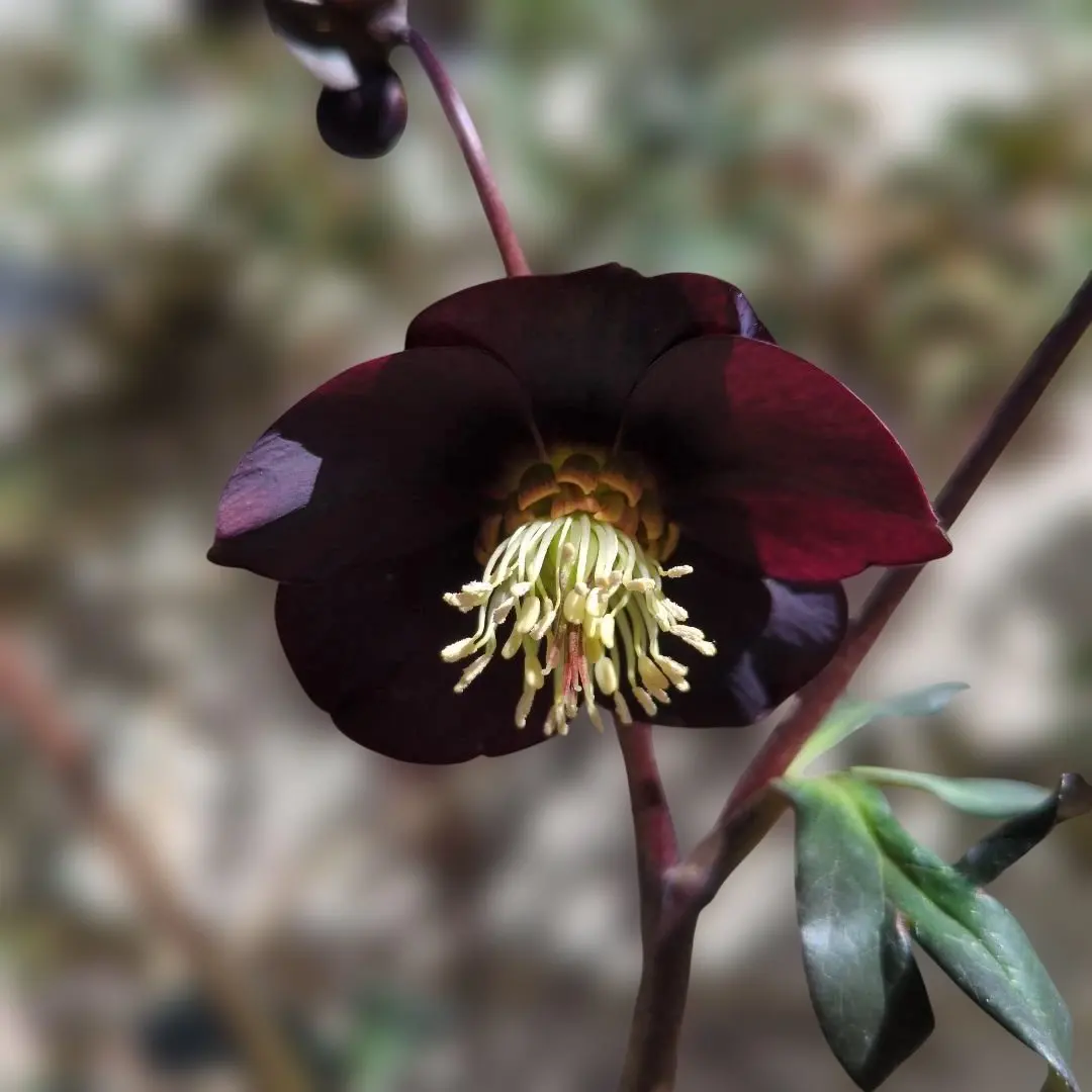 2026年最新】写楽 クリスマスローズの人気アイテム - メルカリ