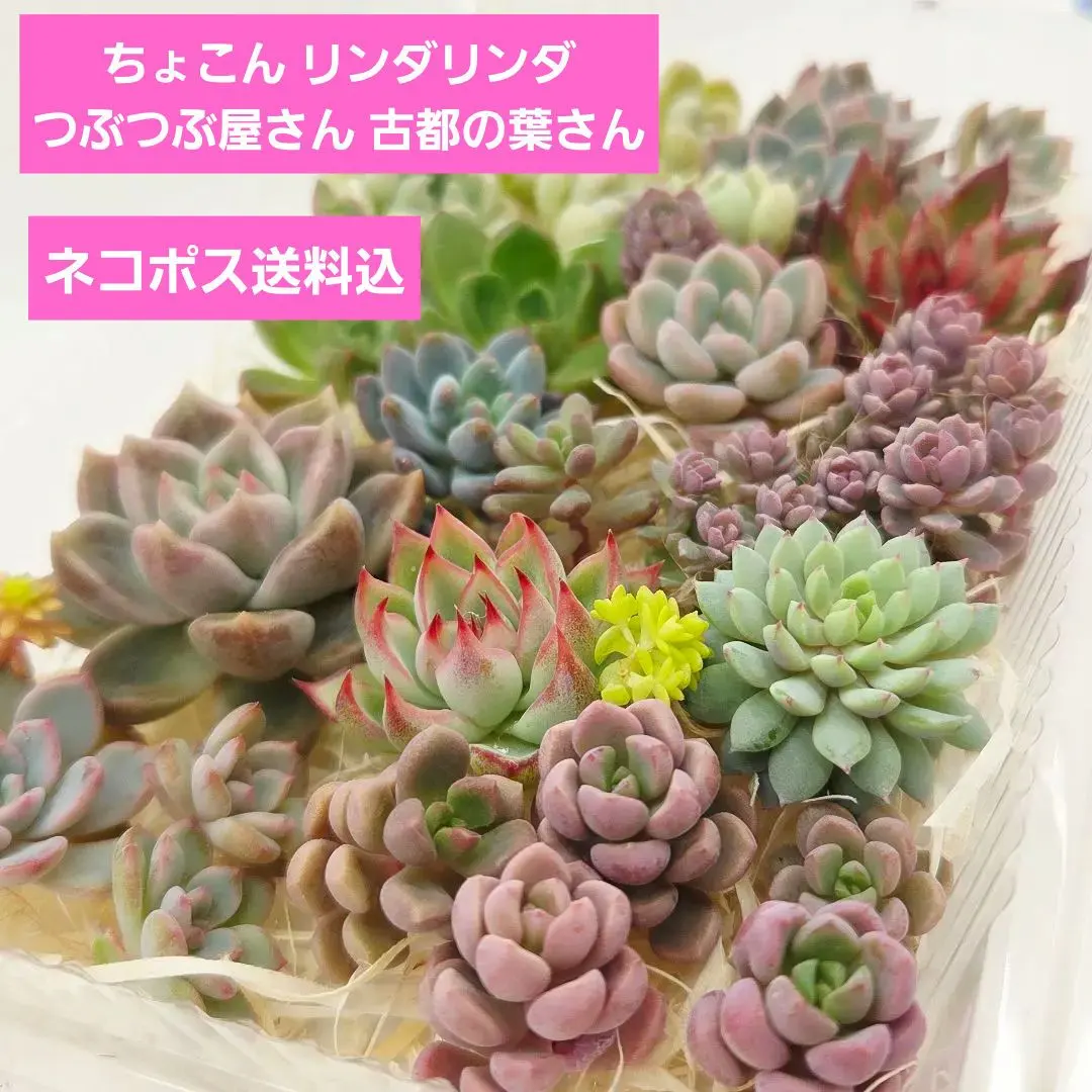 2026年最新】つぶつぶ屋 くももの人気アイテム - メルカリ