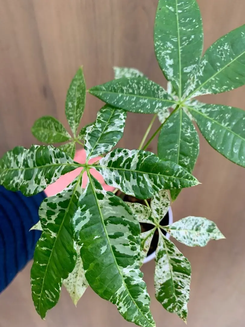 2026年最新】パキラ ミルキーウェイ 実生の人気アイテム - メルカリ