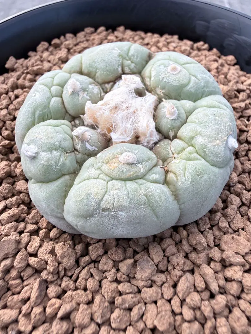 2026年最新】疣銀冠の人気アイテム - メルカリ