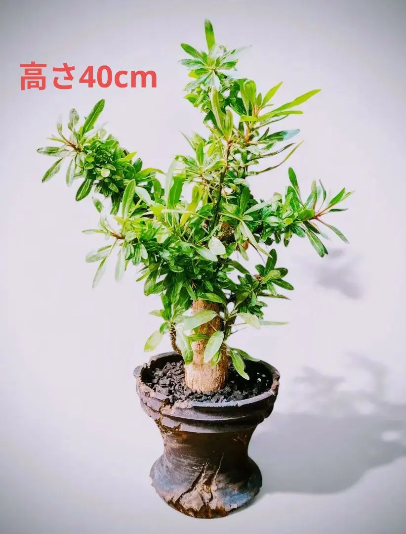 2026年最新】フォークイエリアプルプシーの人気アイテム - メルカリ