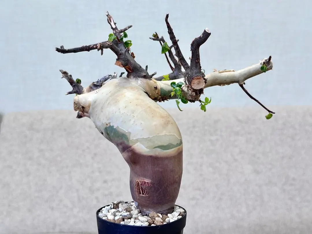 2026年最新】コミフォラ カタフ ピュアの人気アイテム - メルカリ