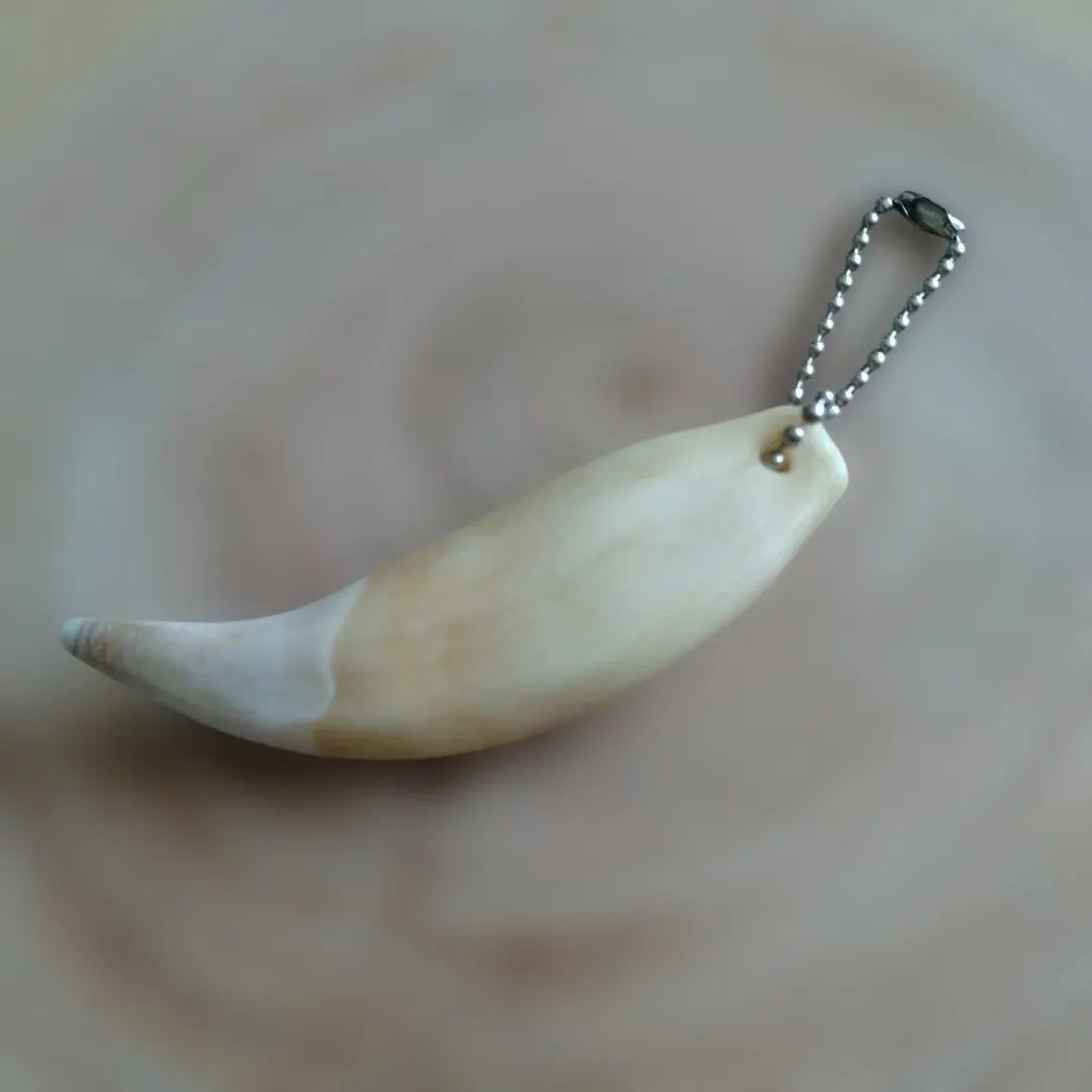 2026年最新】ヒグマの牙の人気アイテム - メルカリ