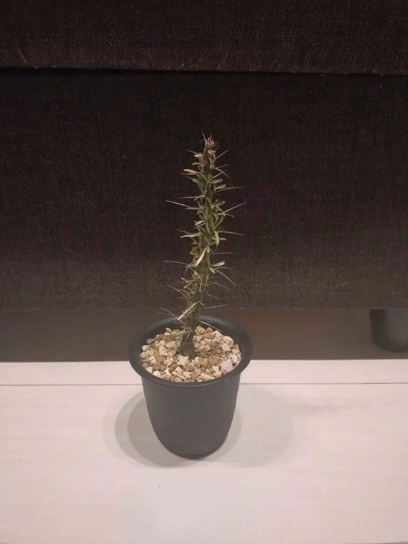 2026年最新】プルプシーの人気アイテム - メルカリ