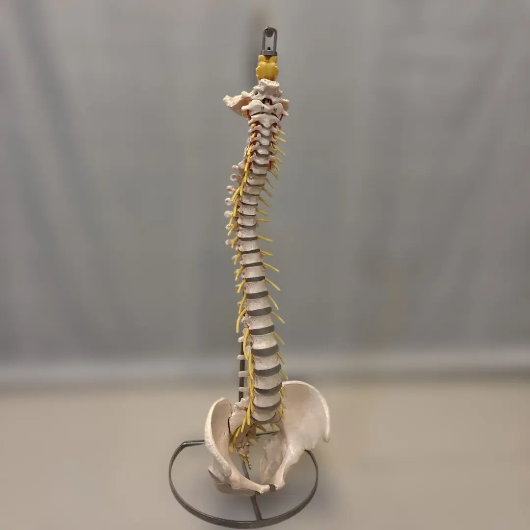 2026年最新】骨格模型 ドイツ製の人気アイテム - メルカリ