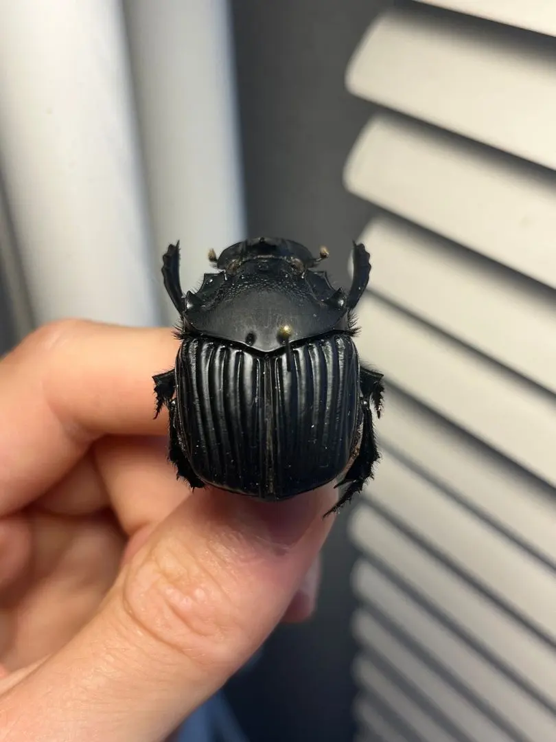 2026年最新】ダイコクコガネ 標本の人気アイテム - メルカリ