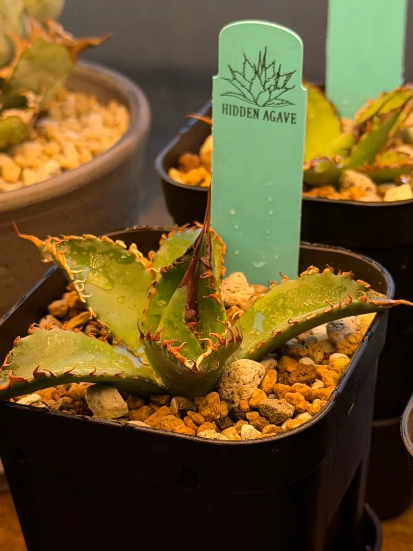 2026年最新】エボリスピナ bb ハイブリッドの人気アイテム - メルカリ