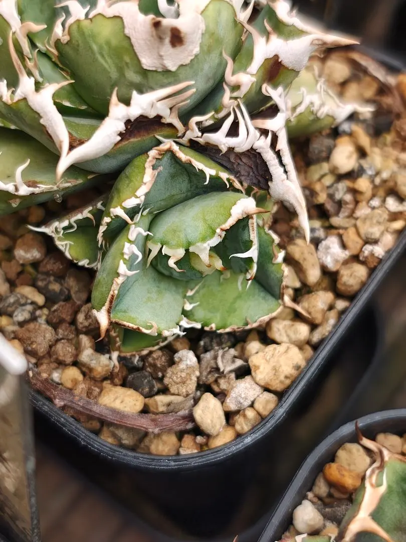 2026年最新】ivory w.a アガベの人気アイテム - メルカリ