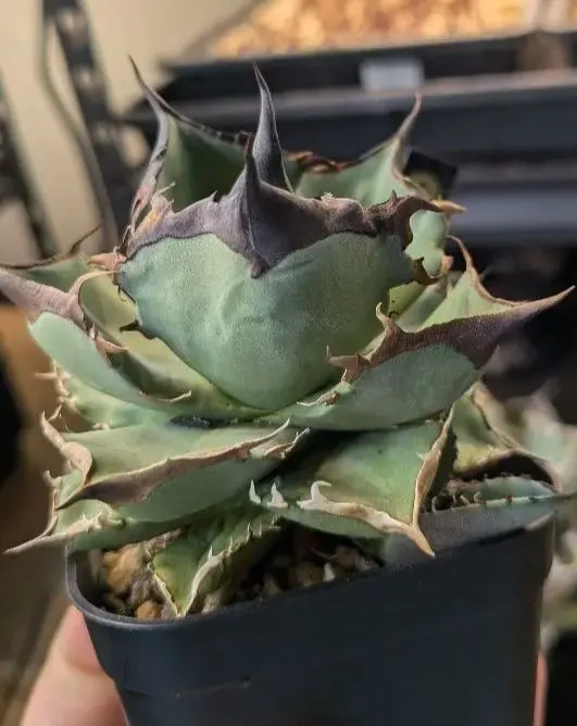 2026年最新】キングアーサー アガベの人気アイテム - メルカリ