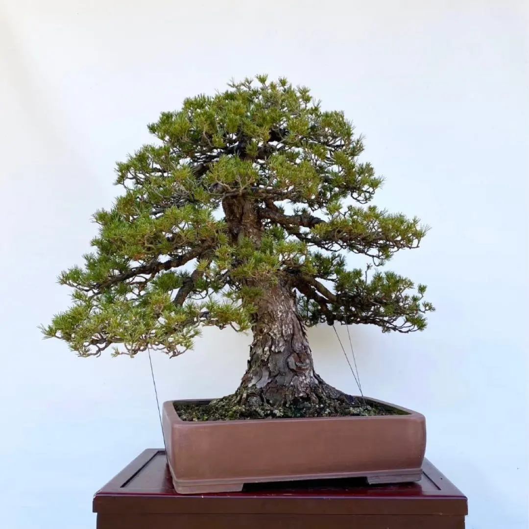 2026年最新】瑞祥 盆栽の人気アイテム - メルカリ