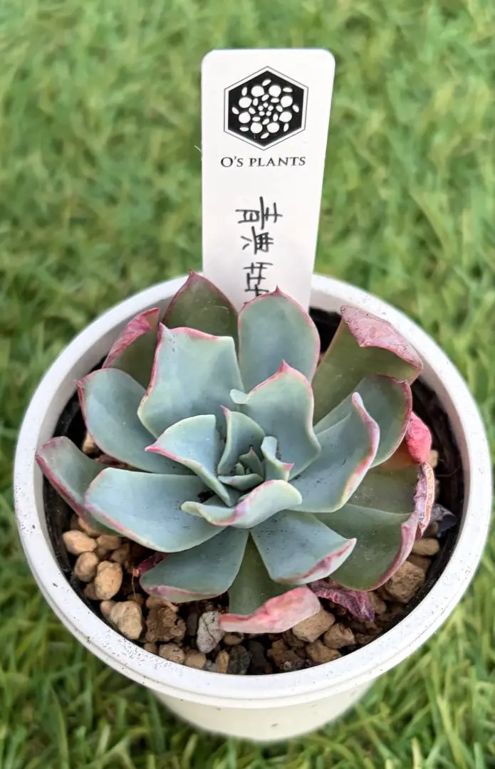 2026年最新】青典牡丹 多肉の人気アイテム - メルカリ