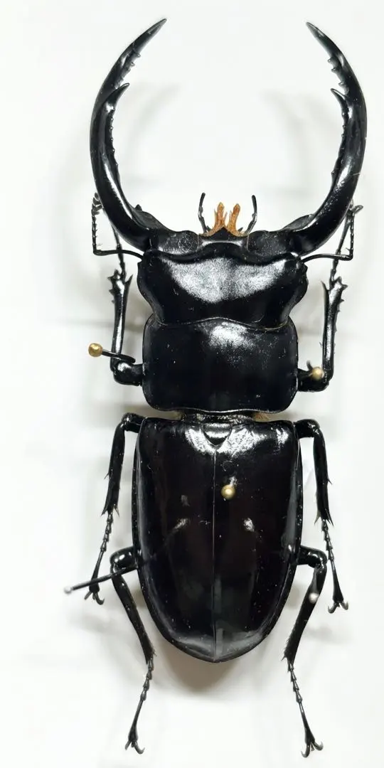 2026年最新】シカクワガタ 標本の人気アイテム - メルカリ