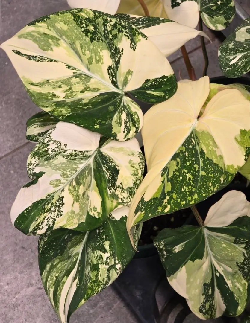 2026年最新】フィロデンドロン グロリオーサムの人気アイテム - メルカリ