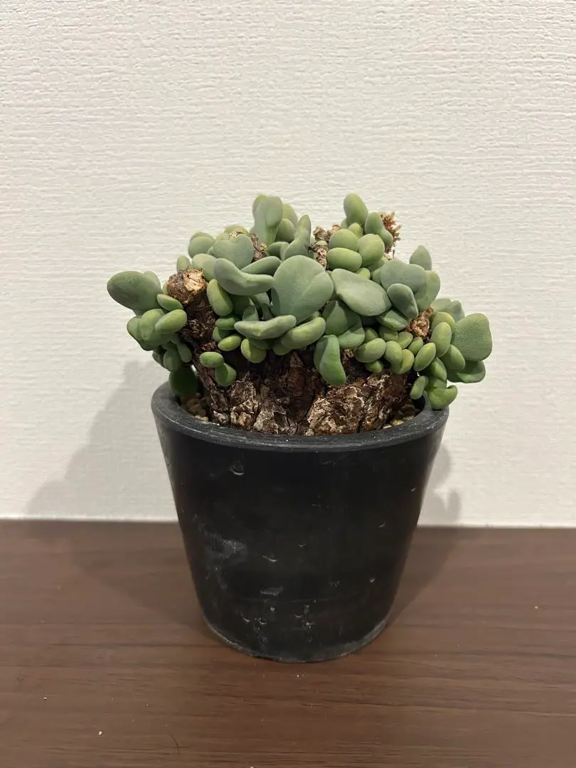 2026年最新】ピグマエア 現地球の人気アイテム - メルカリ