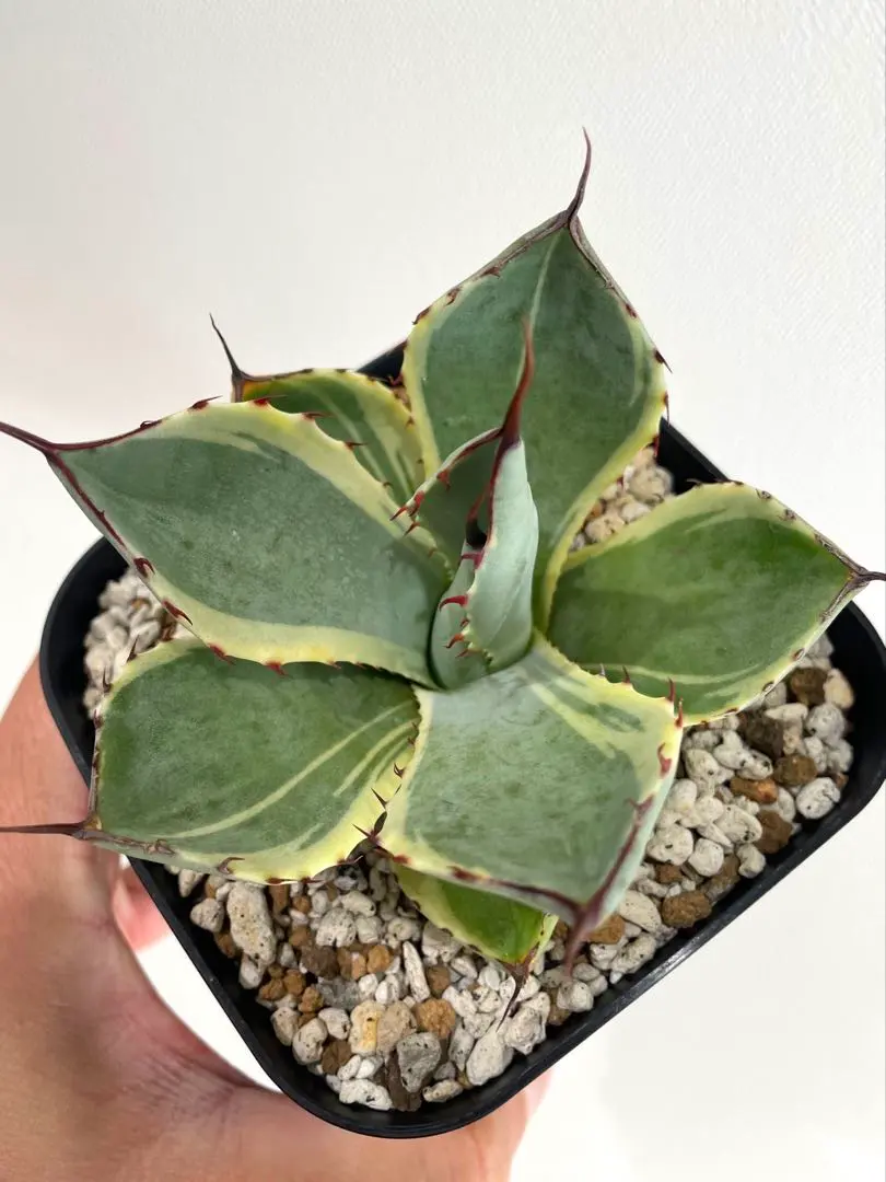 2026年最新】アガベ パリー トランカータ オリザバの人気アイテム