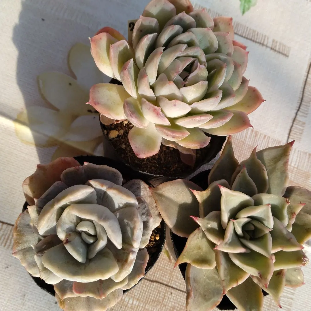 2026年最新】リラシナ錦の人気アイテム - メルカリ