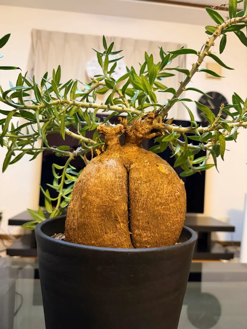 2026年最新】パキポディウム ビスピノーサムの人気アイテム - メルカリ