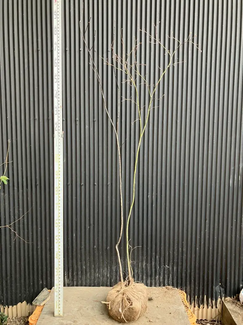 2026年最新】コハウチワカエデの人気アイテム - メルカリ