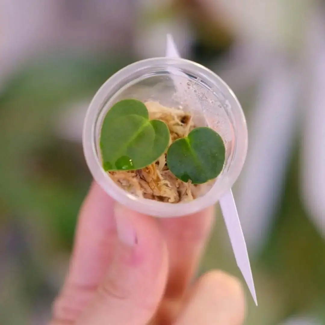 2026年最新】anthurium carlablackiaeの人気アイテム - メルカリ