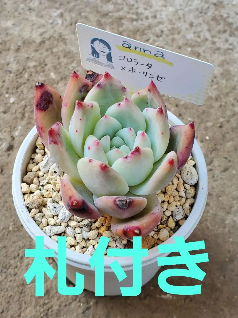 2026年最新】mさん苗コロラータの人気アイテム - メルカリ