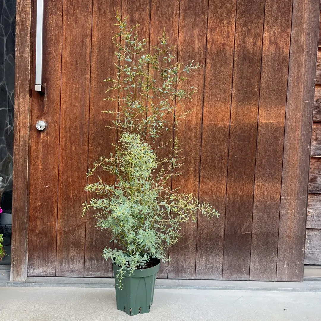 2026年最新】ユーカリフランスブルーレンガンの人気アイテム - メルカリ